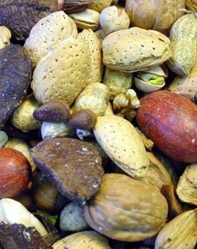 046706707041 higgins boca nuts in shell VillagesPetProducts.com