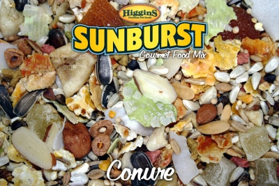 Higgins Sunburst Conure 3lb