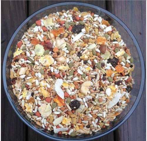 Higgins safflower gold Conure Tiel small birds  25lb